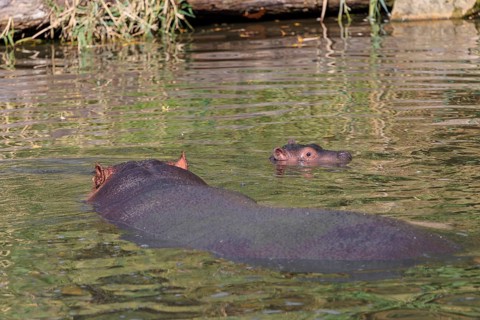 A baby hippopotamus (Hippopotamus amphibius) and its mother swimming in a river