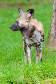 An African wild dog, Lycaon pictus, stands in a green meadow
