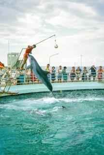 Dolphin show at the dolphinarium at the marina, Rimini, Adriatic coast, Emilia Romagna region,