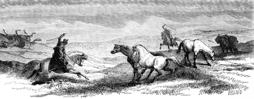 Two riders driving wild Icelandic horses or Icelandic ponies together at a gallop, Icelandic grass