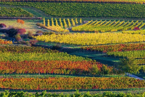 Vineyards near Langenlois, Lower Austria, Austria, Europe