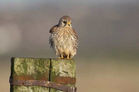 Common kestrel falcon (Falco tinnunculus) adult bird of prey on a wooden fence post, England,