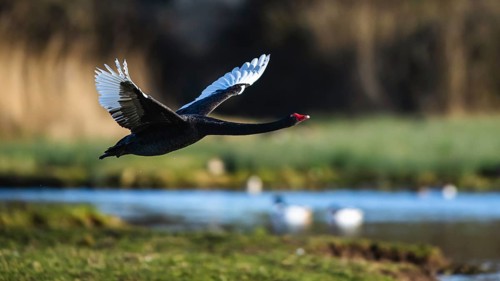 Black Swan, Cygnus atratus, bird in flight over winter marshes