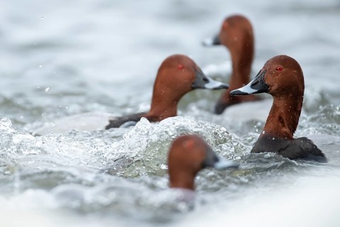 Common pochard duck (Aythya ferina) adult male birds on a lake, England, United Kingdom, Europe