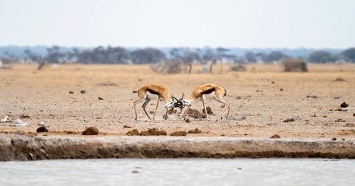 Springboks (Antidorcas marsupialis) two springboks fighting, Nxai Pan National Park, Botswana,