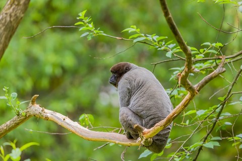 A common woolly monkey, brown woolly monkey, or Humboldt's woolly monkey (Lagothrix lagothricha)