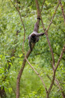 A common woolly monkey, brown woolly monkey, or Humboldt's woolly monkey (Lagothrix lagothricha)