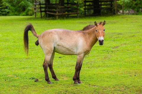 A Przewalski's horse (Equus ferus przewalskii or Equus przewalskii), stands on a paddock, shitting