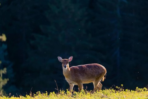 One female Manchurian sika deer or Dybowski's sika deer (Cervus nippon mantchuricus or Cervus