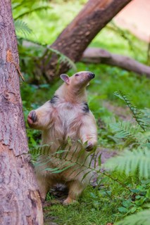 One southern tamandua (Tamandua tetradactyla), stands tall, in defensive position