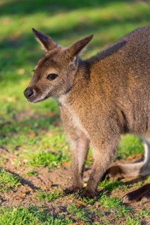 Red-necked wallaby or Bennett's wallaby (Macropus rufogriseus) with cub in her pouch, sits on a