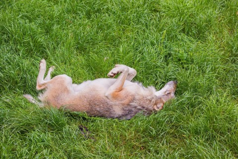 An adult male eurasian gray wolves (Canis lupus lupus) rolls on a meadow to strip off the winter