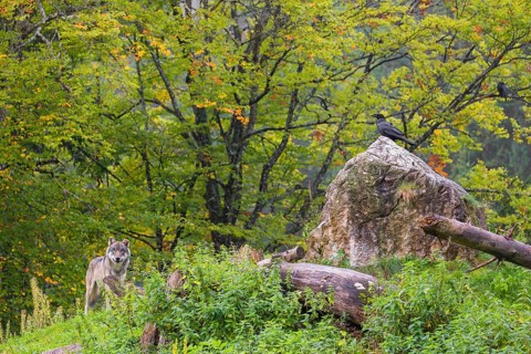 A eurasian gray wolf (Canis lupus lupus) stands on a hill between rocks and logs. A common raven