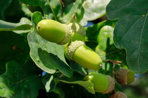 Close-up of green acorns and oak leaves in late summer, Lower Saxony, Germany, Europe