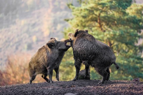 Two wild boar or wild pig (Sus scrofa) fight on an opening