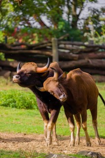 A male and a female Gaur (Bos gaurus gaurus) stand side by side on a green meadow
