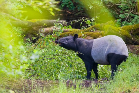 A Malayan tapir (Acrocodia indica) stands hidden in dense undergrowth looking for food