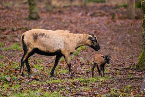 A female Cameroon or Cameroon Dwarf sheep, Ovis gmelini aries, and its lamb stand on a forest edge