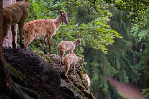 A female Himalayan tahr (Hemitragus jemlahicus) stands on a rock with a group of young. In the