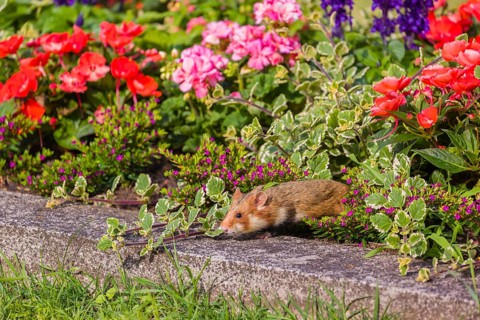 A European hamster (Cricetus cricetus), Eurasian hamster, black-bellied hamster or common hamster,