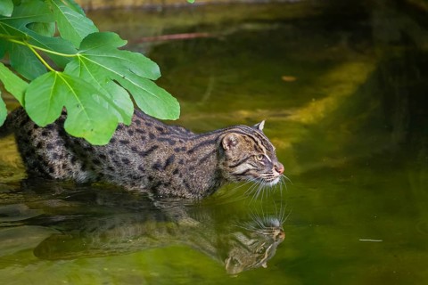 A fishing cat (Prionailurus viverrinus) swimming in a little river with dense green vegetation