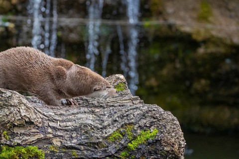 One Eurasian otter (Lutra lutra) resting on a log in front of a little cascade. Shaking his head to
