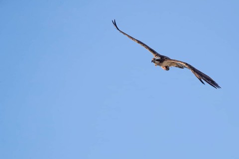 An osprey flies in the sky with prey fish, Müritz region, Mecklenburg-Vorpommern, Germany, Europe