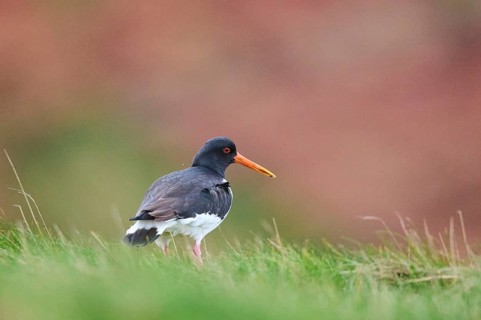 Eurasian oystercatcher (Haematopus ostralegus) on a meadow, wildlife, Helgoland, Germany, Europe