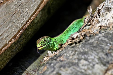 Sand lizard (Lacerta agilis), male in mating plumage, on woodpile, Switzerland, Europe