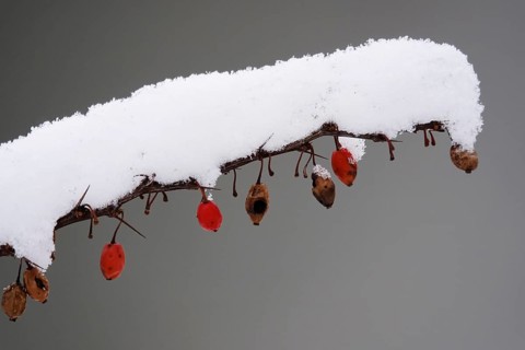 Barberry with snow, winter, Germany, Europe