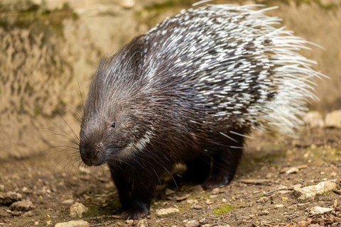 Old World porcupines (Hystrix cristata), Germany, Europe