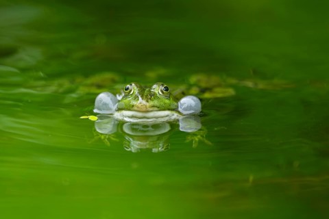 Edible frog (Pelophylax esculentus) in a little lake in the water, Bavaria, Germany, Europe