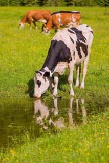 Holstein Friesian cattle stand on a green meadow at a puddle and drink. A reflection of the cows