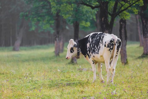 A Holstein Friesian cattle grazing on the alpine pasture with maple trees, Eng valley, Austria,
