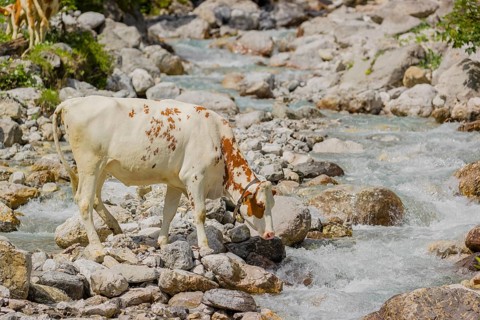 Holstein Friesian cattle crossing a creek on an alpine pasture. Eng valley, Austria, Europe