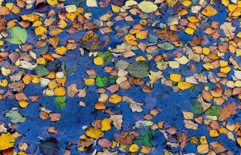 Colourful autumn leaves in the water of a fish pond, Gmünd, Waldviertel, Lower Austria, Austria,