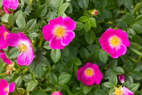 Dog rose (Rosa canina) in bloom