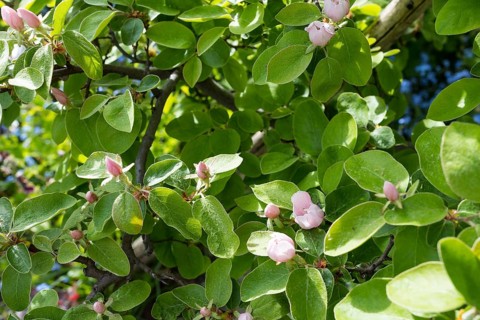 Quince (Cydonia oblonga) in bloom