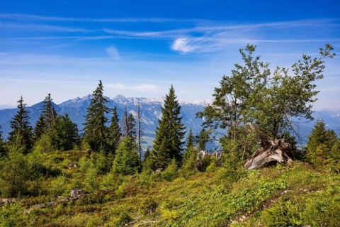 Mountain forest, hiking trail to the summit of the Taborberg with a view of the Tennengebirge,