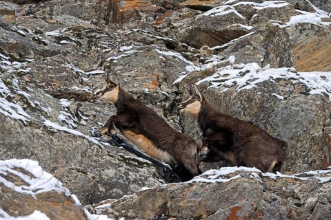 Alpine chamois (Rupicapra rupicapra) male, buck chasing competitor away in snow covered rock face
