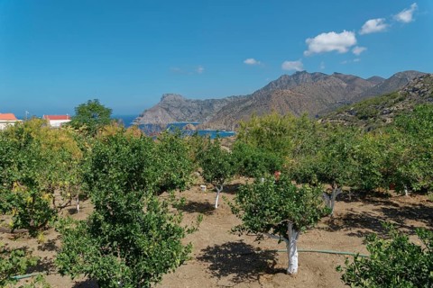 A Mediterranean orchard with pomegranate trees and a view of the sea and mountains under a clear