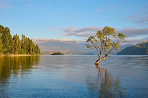 A tree standing in the lake with mountains in the background at sunrise, summer, Lake Wanaka,