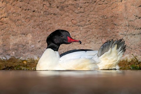 Goosander (Mergus merganser), male, swimming at the water's edge, captive, Alpine Zoo, Innsbruck,