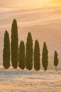Cypress tres in a typical Tuscan landscape in Val d'Orcia with hills at sunrise in summer, Tuscany,