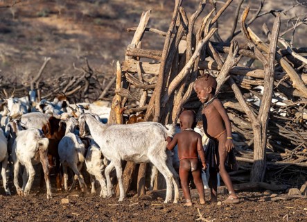 Himba children with goats, in a kraal, traditional Himba village, Kaokoveld, Kunene, Namibia,