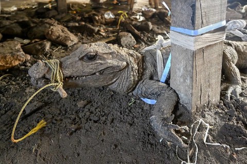 Bushmeat at a market, crocodile, poaching, Ouésso, Sangha department, Republic of the Congo