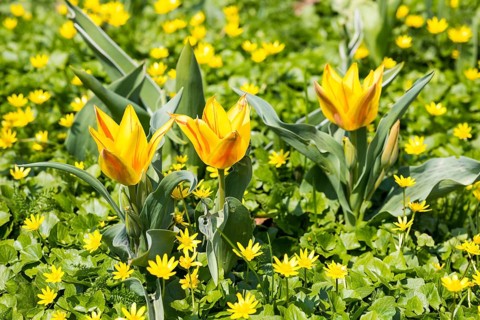 3 flowering tulips between lesser celandine (Ficaria verna) in bloom, Saxony, Germany, Europe