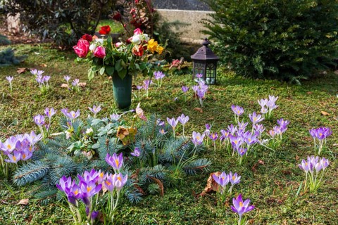 Crocuses (crocus) blooming on a grave, Trinitatisfriedhof Riesa, Saxony, Germany, Europe