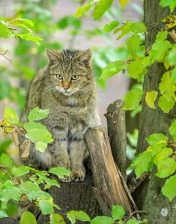 European wildcat or forest cat (Felis silvestris) in the wildcat enclosure at the Thayatal National