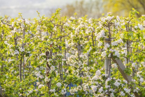 Orchards in bloom near Wittgensdorf in the Eastern Ore Mountains, Wittgensdorf, Saxony, Germany,
